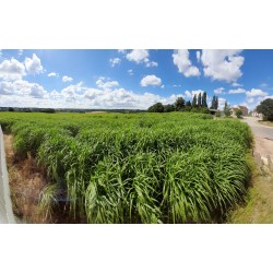 MISCANTHUS Paillage et Litière - MISCA