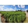 MISCANTHUS Paillage et Litière - MISCA