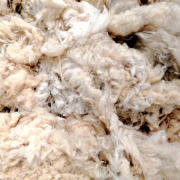 Isolant laine de mouton